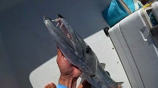 The BARRACUDA That Went VIRAL!!! Attacks Live Streamer on Stream! Florida Keys Light Tackle FISHING!