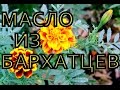 Аромамасло из бархатцев своими руками. Масло из чернобривцев в домашних условиях.