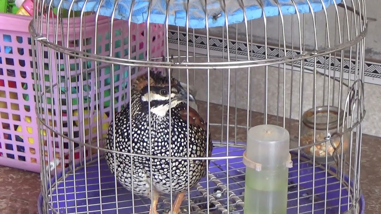 184 Đa đa gáy cực căng kích bổi mỗi sáng phần 6 Đa Đa LV Đàm 021