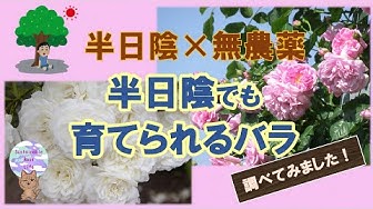 バラ Youtube