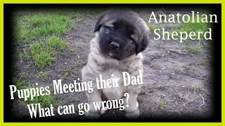 Our Anatolian Shepherd puppies meeting their dad, Ares.