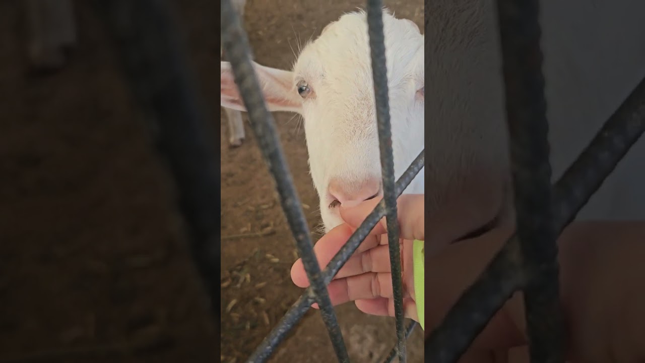 Muhteşem doğa içinde doğal kendi el emekleriyle yaptıkları gıdalarla sunum yapıyorlar. 