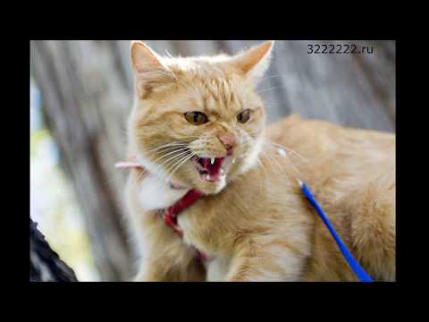Вопрос: Что делать, если кошка агрессивно реагирует на других животных?