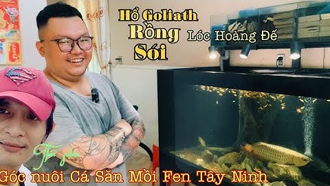 A Chàng cá biển và góc nuôi cá rồng và Lóc siêu cute Tây Ninh - Thái Salem vê lốc