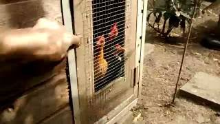 Morning rush of the chicks from this year