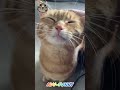 Funny orange cats #funnycats #2024