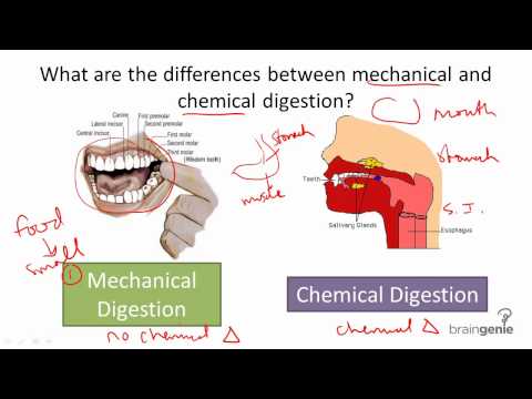 mechanical v chemical digestion ted ed chemical digestion