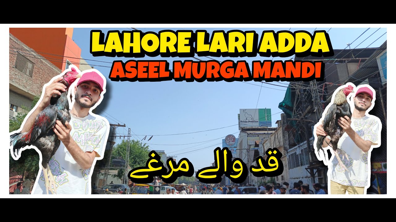 Lahore Aseel Murga Mandi || Lahore Lari Adda Aseel Murga Mandi 2025| Lari Adda Aseel Market 2025 #yt
