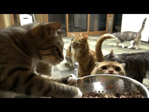 鶏肉を美味しそうに食べる猫たち  