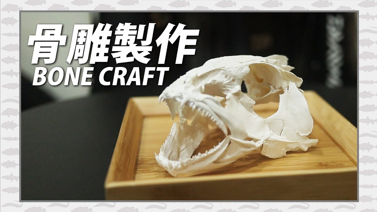 78 鯛の歯の骨格標本作り方🦷 魚拓もいいけど歯型はいかが？ 夏休みの