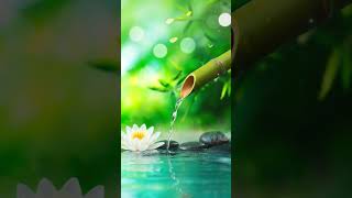 Deep Sleep Magic  Bamboo Water Sounds 🎋 #shorts #meditation #relxing #viral #video