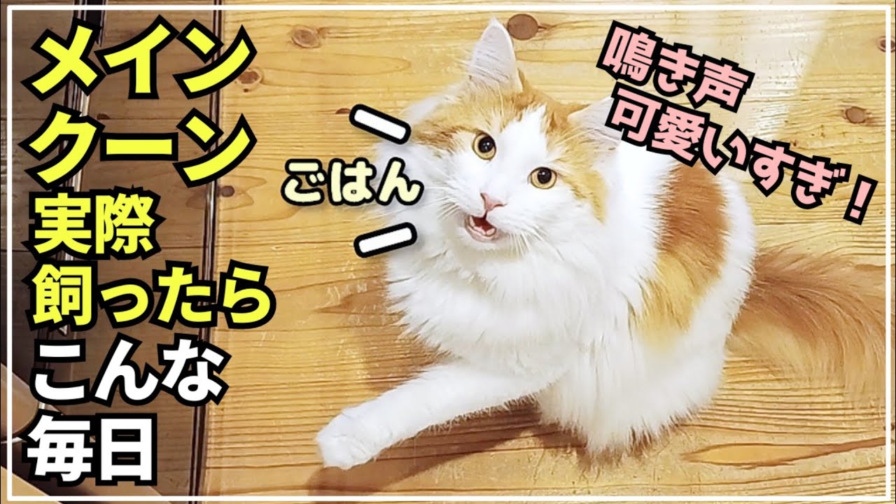 猫　メインクーン　綺麗な姿　気品冴える感じさせられる 実際に大型猫メインクーンを飼うとこんな1日が待っています。 - YouTube