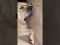 PoV : When sleeping is your dog’s favourite hobby 🐶 #cutedogs #labrador #dogfunnyvideos #trending