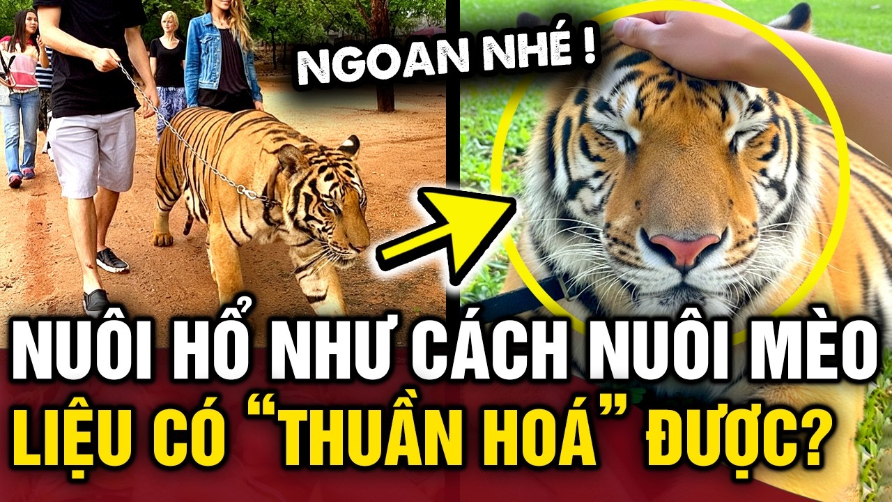 Sẽ ra sao nếu nuôi MỘT CON HỔ làm thú cưng hệt như cách chúng ta nuôi MỘT CON MÈO | Tin 3 Phút Bí Ẩn