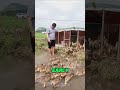 Do you know why Chinese people throw ducks into the water?#food #expensivetaste #foodreview