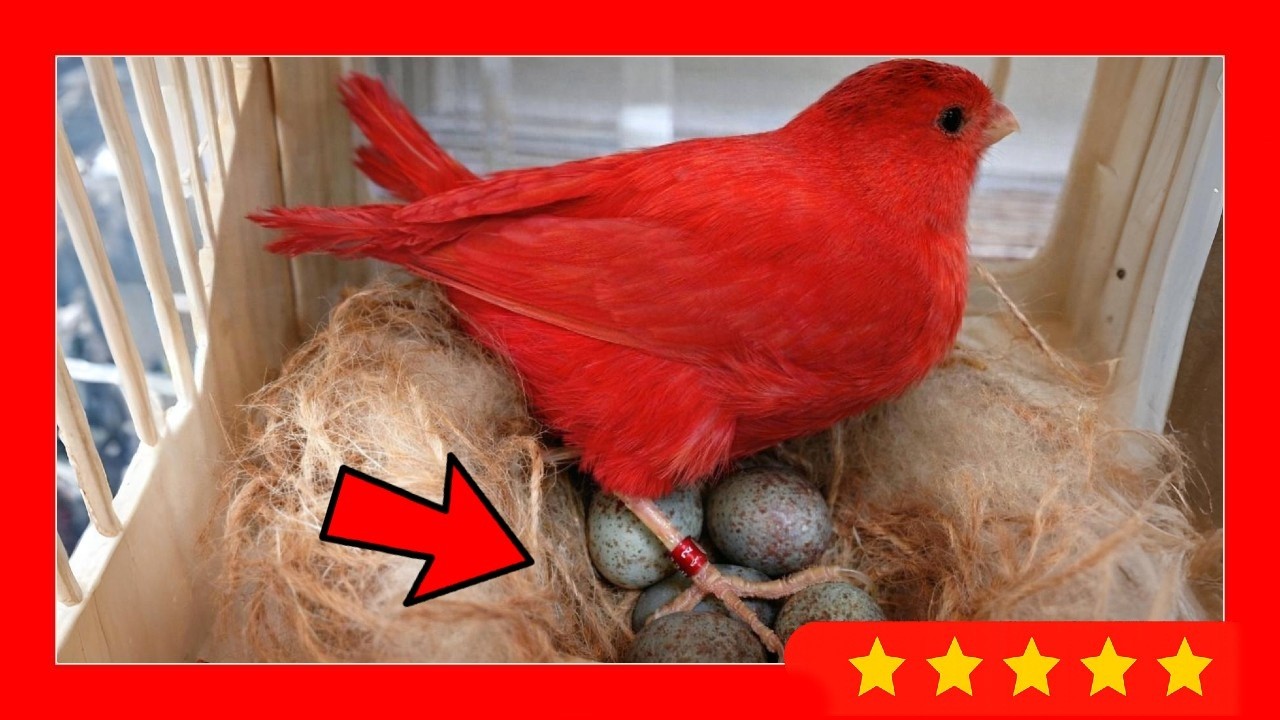 ❌ ОШИБКИ ПРИ ПОДГОТОВКЕ КАНАРЕЙ К РАЗВЕДЕНИЮ