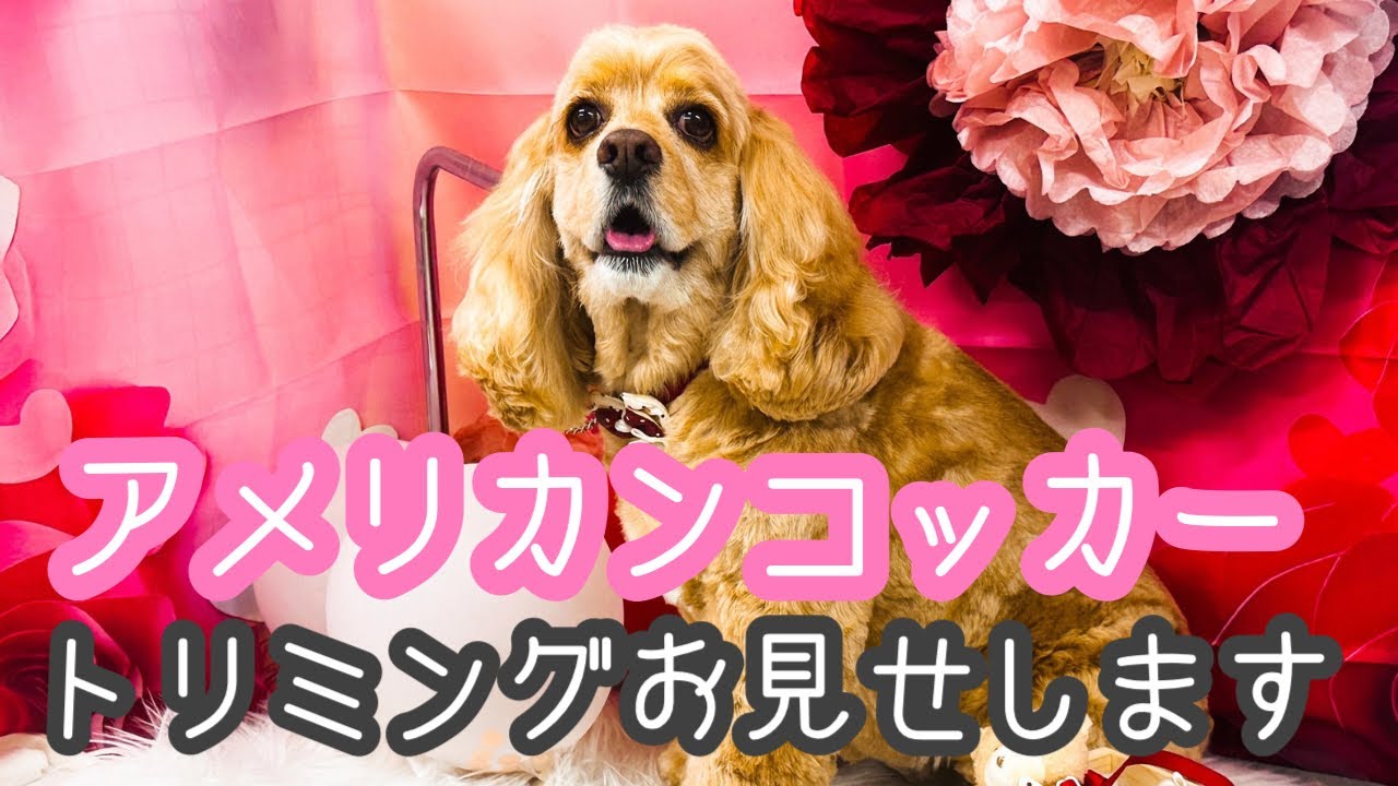 【アメリカンコッカー】トリミングほとんどノーカットでお見せします