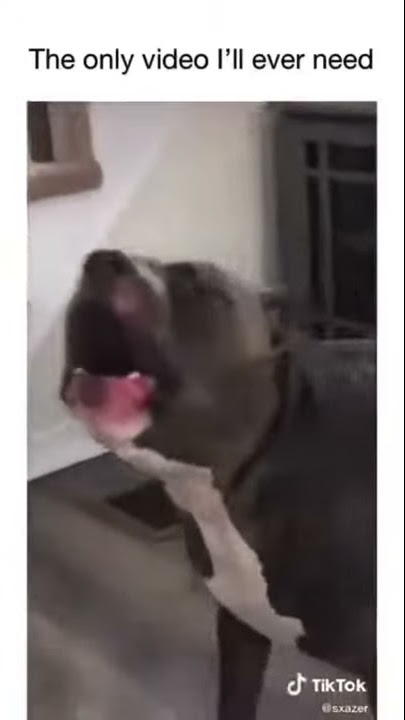 Alexa says Simon is A bad boy #pitbull #alexa #fun #google #badboy #simon #say #LKSHORTS