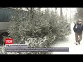 Ялинка в законі: чи легально продають новорічні дерева в Україні
