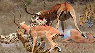 OMG! Leopard Hunts And Attacks Impala While It Tries To Run Away - Leopard Vs Impala