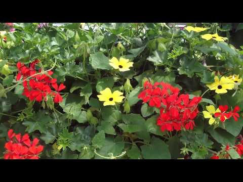 Video: Vrtni Geranij Ili Pelargonij (Pelargonium) - Vrste, Uzgoj