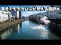 【温排水巡り】関西の有名な温排水ポイントは本当に釣れるのか調査してみたらロクマル級のデカバスが‥。【城北川編】
