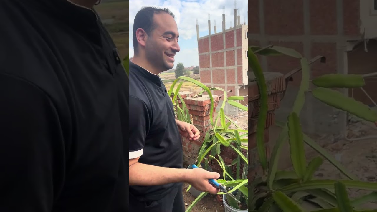 كيفيه زراعه الدراجن فروت وعقل ببلاش عند الدكتور👍❤️١٣ أكتوبر، ٢٠٢٥