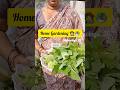 Harvesting Home Garden 👩‍🌾🥗#shorts#harvesting #minivlog #ytshorts#telugu#viral#gardening #village#yt
