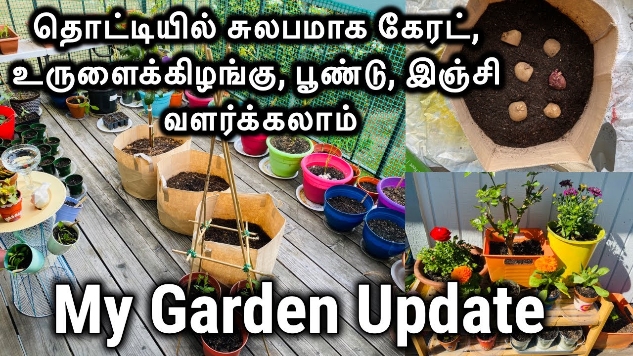 My Garden Tour How To Grow Potatoes Garlic Carrot Ginger At Home In Tamil Onedaytrip Tamil Vlog Youtube Growing Potatoes Garden Tours Carrot And Ginger