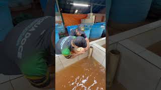 Reprodução de carpa húngara