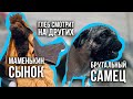 Маменькин сынок VS Брутальный самец / Обсуждаем ревность / 30.06.19