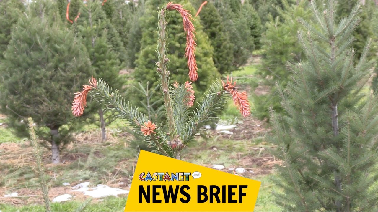 Christmas tree farming - YouTube