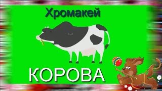 36. Футаж на хромакее. корова. Футаж для создания видео.