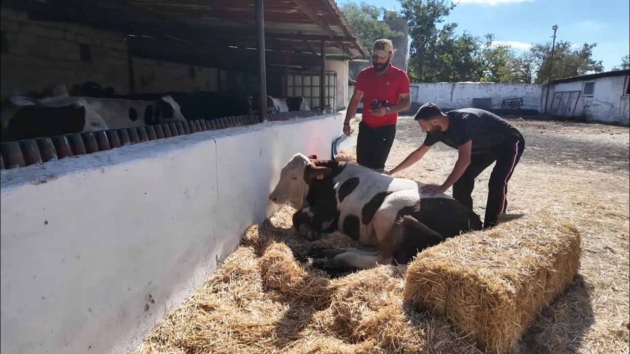ZİYARETİMİZE @Ahmet.acar59 GELDİ!ŞAP AŞILARINI VURDUK!ÇİFTLİKTE GÜNLÜK! DANA SATTIK @ciftlikisleri 