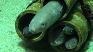Dramatic Eel