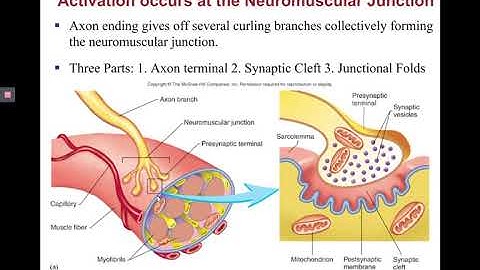 Chapter 9 Video Lecture Part 2   skeletal muscle physiology