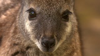 Wallabies: New Zealand's forgotten pest