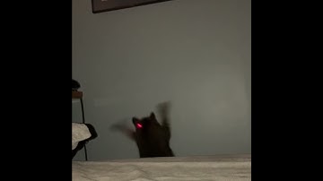 Cat Climbs Wall Hunting a Laser Pointer || ViralHog