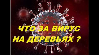 60 У Деревьев  Свой Коронавирус ? // Coronavirus?