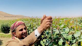 اجواد انواع القات في اليمن من وسط الجرب ارحب بني حكم ✋🏼