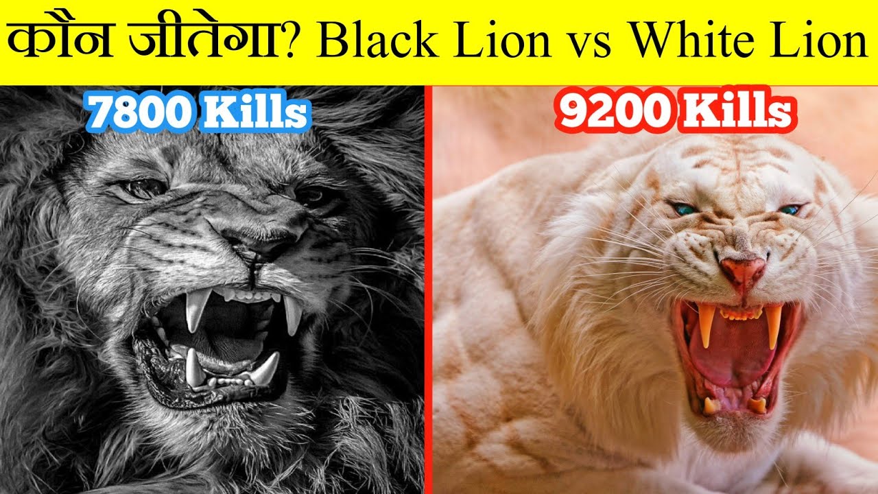 दुनिया के सबसे शक्तिशाली शेर | White Lion Vs Black Lion | Most Powerful Lion in the World