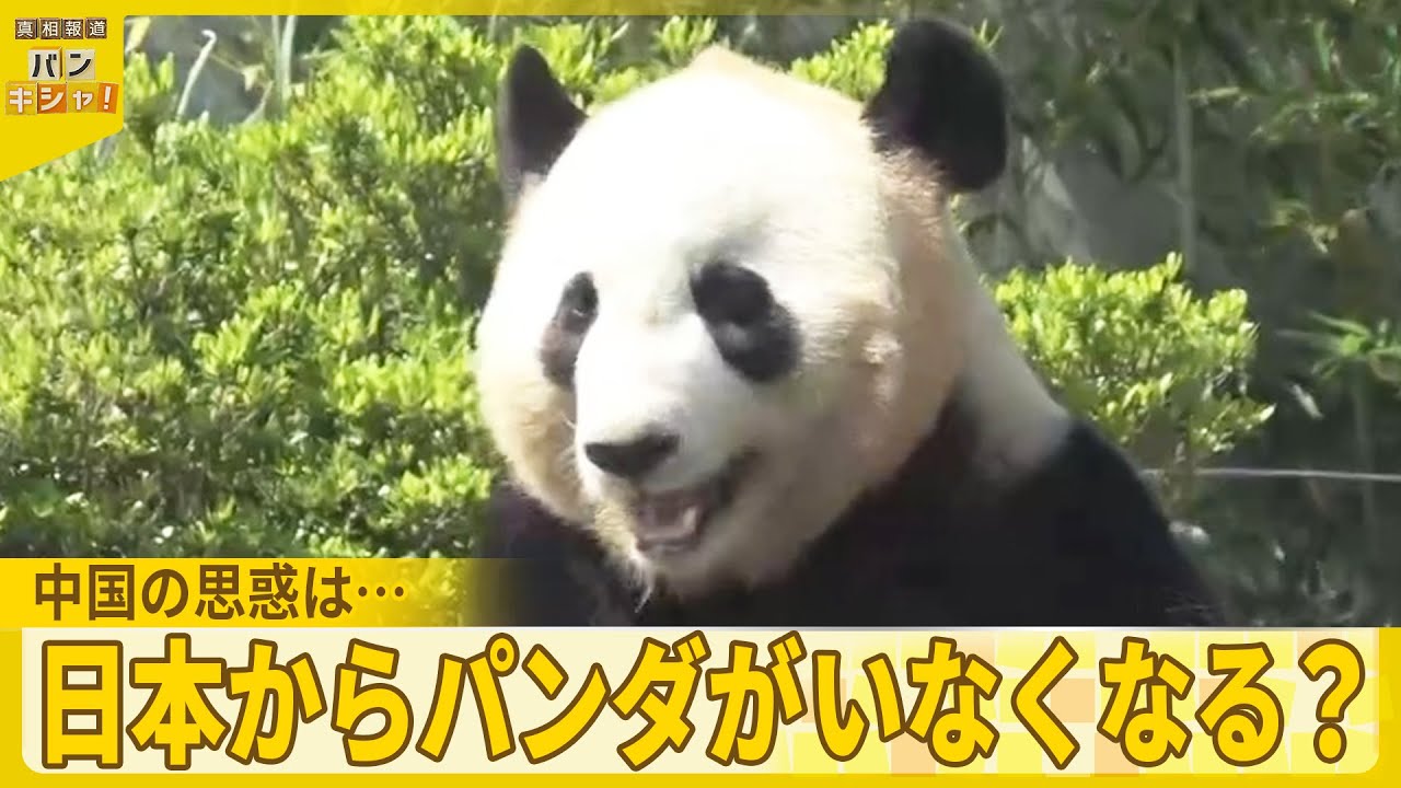 【迫る「パンダ返還」】愛くるしい姿…日本で見納めに？  中国の思惑は『バンキシャ！』
