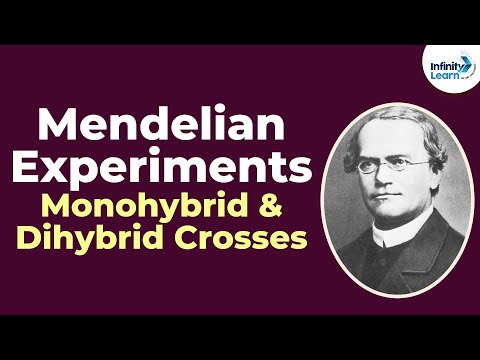 유전학-Mendelian 실험-Monohybrid 및 Dihybrid Crosses-Lesson 3 | 암기하지 마십시오