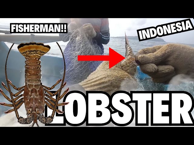 PART 9 NELAYAN INDONESIA : PANEN KEPITING RAJUNGAN DAN LOBSTER DI PERAIRAN SAMUDRA HINDIA class=