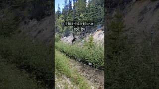 Little bear watches the train go by #alaska #travel #traveling #railroad