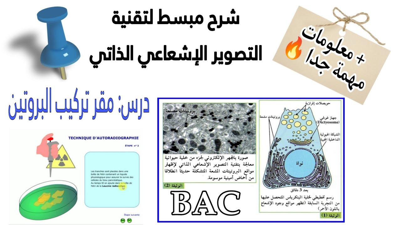 بكالوريا✍️شرح مبسط😍لتقنية التصوير الإشعاعي الذاتي|من وحدة تركيب البروتين