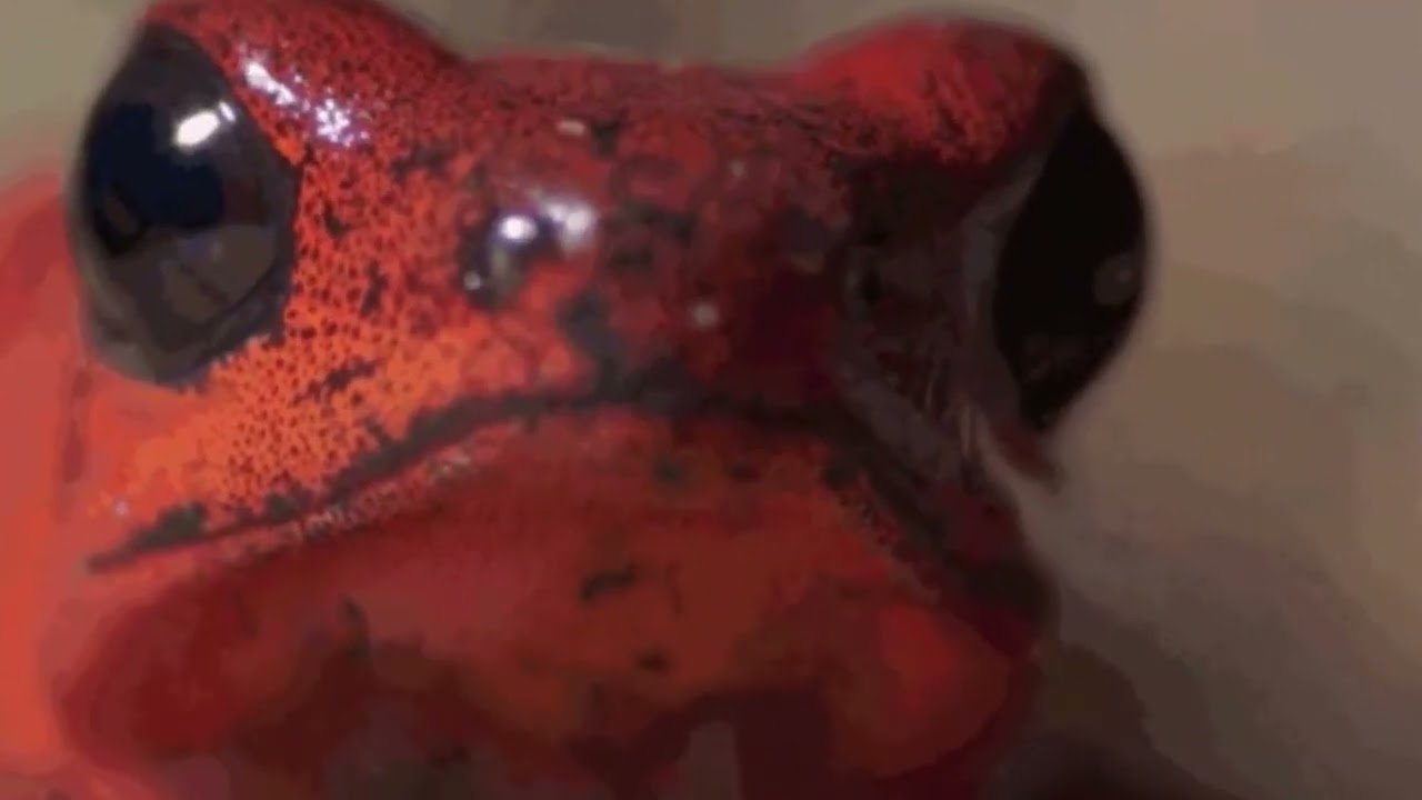 Normle Here Normle There