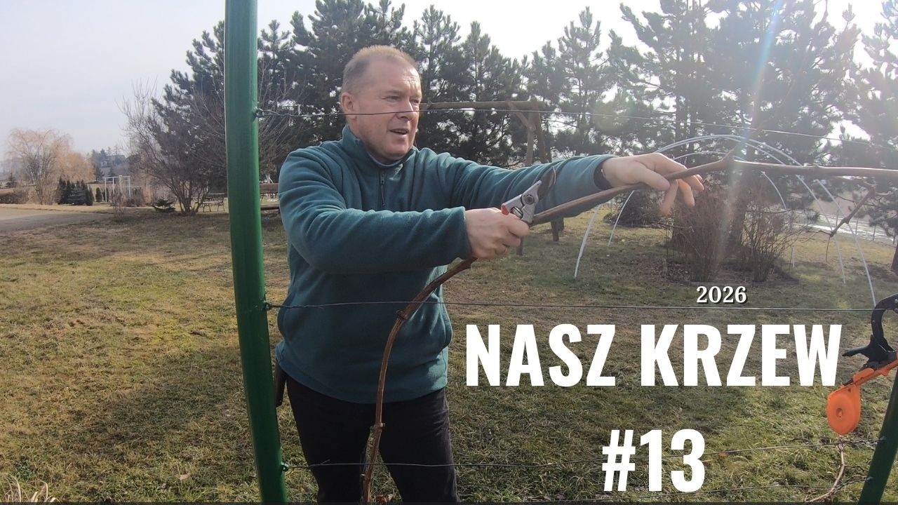 Nasz Krzew 2026 cz 13 - Wiosenne Cięcie