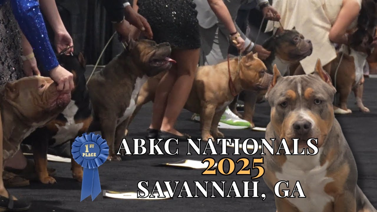 ABKC Nationals 2025 Savannah, GA | My Dog’s First ABKC Show + Amazing ...