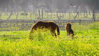 PAISAJES DE SAN ANTONIO, DEPARTAMENTO FRAY MAMERTO ESQUIU, CATAMARCA, ARGENTINA.